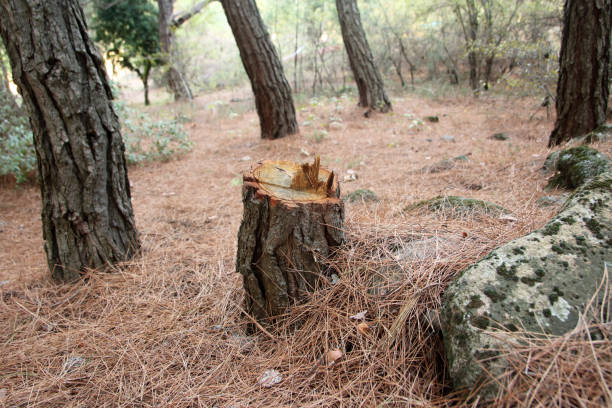 Best Storm Damage Tree Cleanup  in Stirling, NJ
