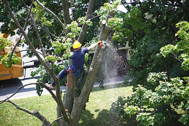 How Our Tree Care Process Works  in  Stirling, NJ
