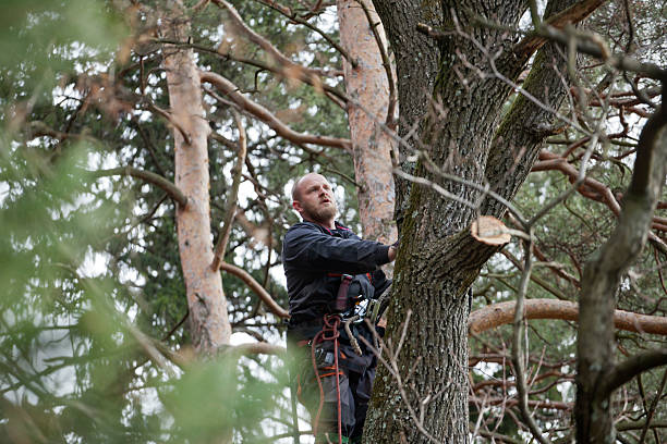 Best Tree and Shrub Care  in Stirling, NJ