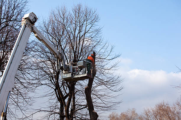 Best Stump Grinding and Removal  in Stirling, NJ