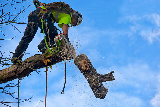 Reliable Stirling, NJ Tree Care Solutions
